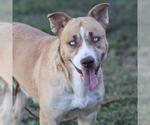 MARY JANE - Female Mutt Dog for Adoption - Small photo
