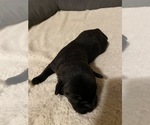 Small Photo #1 Labrador Retriever Puppy For Sale in PRIOR LAKE, MN, USA