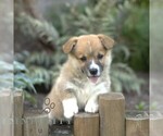 Small #2 Pembroke Welsh Corgi