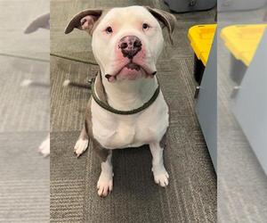 Mutt Dogs for adoption in Peoria, IL, USA