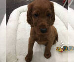 Small Photo #2 Irish Setter Puppy For Sale in KINGWOOD, TX, USA