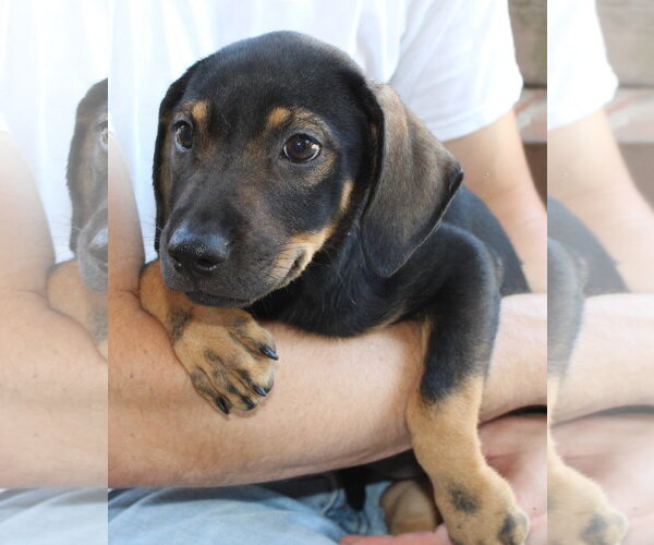 Medium Photo #3 Labrador Retriever-Unknown Mix Puppy For Sale in Prattville, AL, USA
