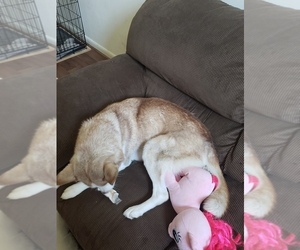 Mother of the Siberian Husky puppies born on 08/03/2019