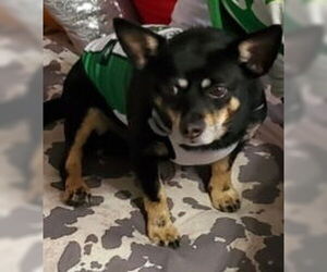 Solomon - Male Chipin Dog for Adoption - Photo #7