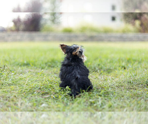 Medium Photo #7 Morkie Puppy For Sale in WARSAW, IN, USA