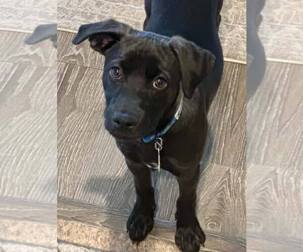 Medium Photo #2 Labrador Retriever-Unknown Mix Puppy For Sale in Sandy, UT, USA