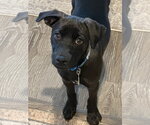 Small #1 Labrador Retriever Mix