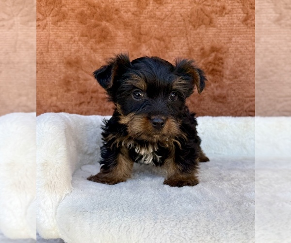 Medium Photo #8 Yorkshire Terrier Puppy For Sale in OCALA, FL, USA