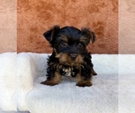 Small #7 Yorkshire Terrier
