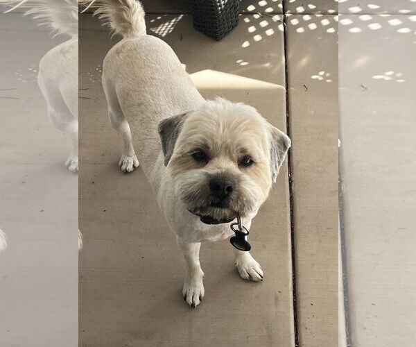 Medium Photo #2 Shih Tzu Puppy For Sale in Menifee, CA, USA