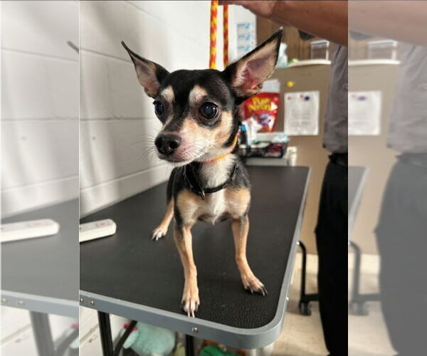 Medium Photo #7 Chipin Puppy For Sale in Princeton, MN, USA