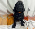Puppy Orange Collar Poodle (Standard)