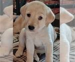 Small #1 Labrador Retriever