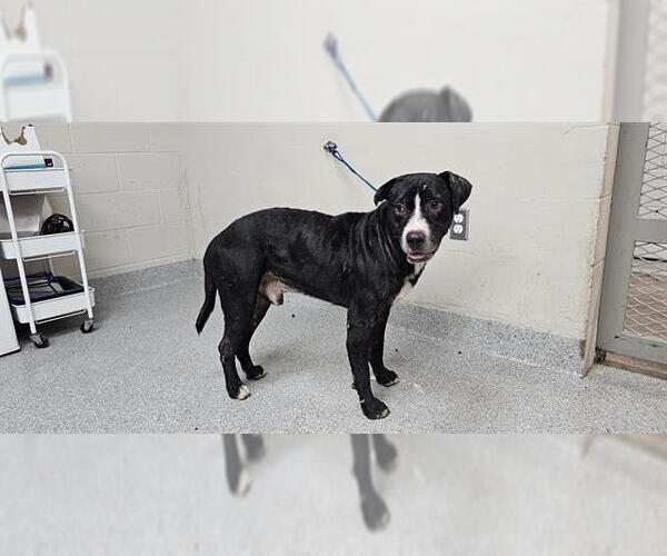 Medium Photo #1 American Pit Bull Terrier-Unknown Mix Puppy For Sale in Pasadena, TX, USA