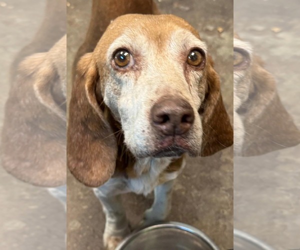 Medium Photo #1 Beagle Puppy For Sale in Stratham, NH, USA