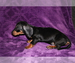 Small Photo #5 Dachshund Puppy For Sale in BLOOMINGTON, IN, USA