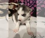 Small Photo #27 Siberian Husky Puppy For Sale in DANBY, VT, USA