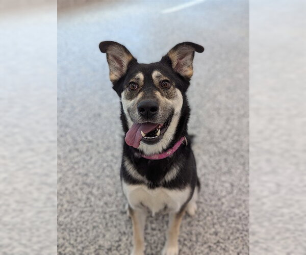 Medium Photo #3 Gerberian Shepsky Puppy For Sale in Vaughan, Ontario, Canada