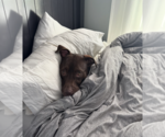 Small #2 American Staffordshire Terrier-Labrador Retriever Mix