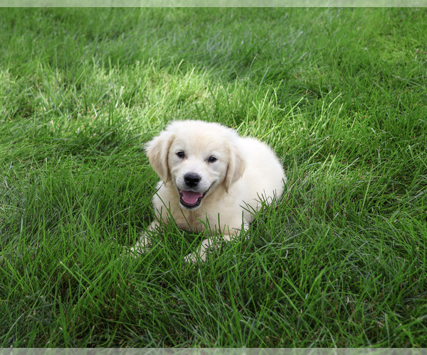 Medium Photo #5 Golden Retriever Puppy For Sale in SYRACUSE, IN, USA