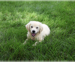Small #4 Golden Retriever