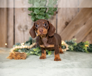 Medium Dachshund