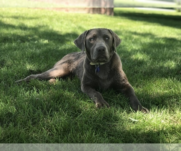Medium Photo #1 Labrador Retriever Puppy For Sale in CLINTON, SC, USA