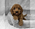 Small #3 Goldendoodle (Miniature)