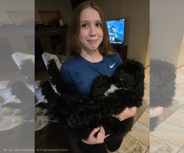 Medium Photo #14 Labradoodle Puppy For Sale in WEST DES MOINES, IA, USA