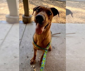 Labrador Retriever-Unknown Mix Dogs for adoption in South Lake Tahoe, CA, USA