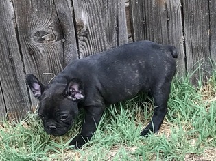 French Bulldog Puppy for sale in GRAND JUNCTION, CO, USA