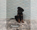 Small #1 Rottweiler Mix
