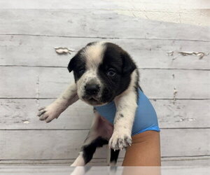 Mutt Dogs for adoption in San Bernardino, CA, USA
