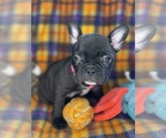 Small #2 Faux Frenchbo Bulldog