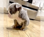 Small Photo #5 English Bulldog Puppy For Sale in JERSEY CITY, NJ, USA