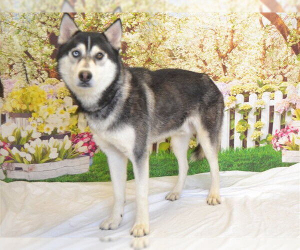 Medium Photo #2 Siberian Husky-Unknown Mix Puppy For Sale in Oroville, CA, USA