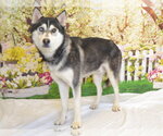 Small #1 Siberian Husky Mix