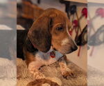 Small #6 Beagle