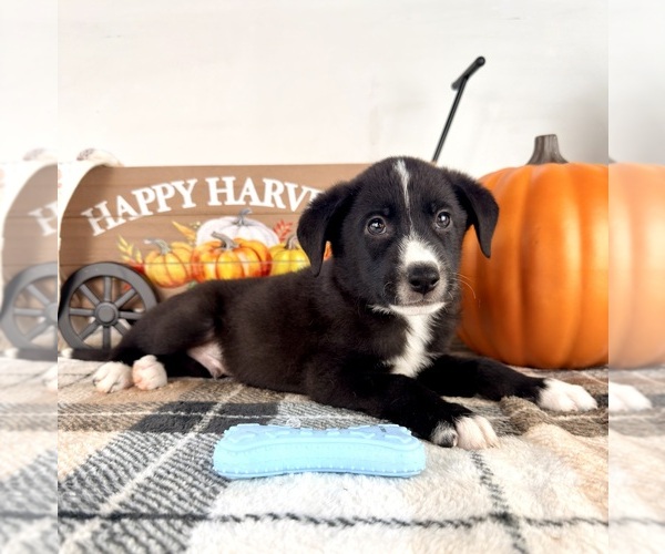 Medium Photo #2 Border Collie Puppy For Sale in GREENFIELD, IN, USA