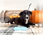 Small #1 Border Collie