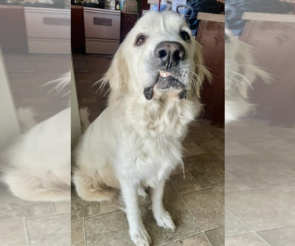 Medium Photo #10 Great Pyrenees Puppy For Sale in Dallas, TX, USA