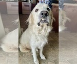Small #9 Great Pyrenees