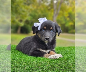 Australian Shepherd Puppy for sale in INDIANAPOLIS, IN, USA