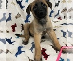 Small Photo #5 Belgian Malinois Puppy For Sale in SAINT GEORGE, UT, USA