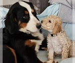 Puppy Puppy 5 Dancer Bernedoodle