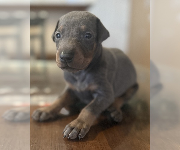 Medium Photo #2 Doberman Pinscher Puppy For Sale in CERES, CA, USA