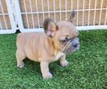 Small #9 French Bulldog