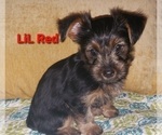 Small Photo #27 Yorkshire Terrier Puppy For Sale in NEVADA, TX, USA