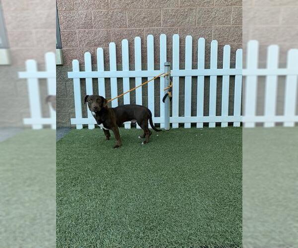 Medium Photo #1 Basset Hound-Labrador Retriever Mix Puppy For Sale in Modesto, CA, USA