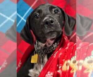 Mutt Dogs for adoption in Woodbury, NY, USA